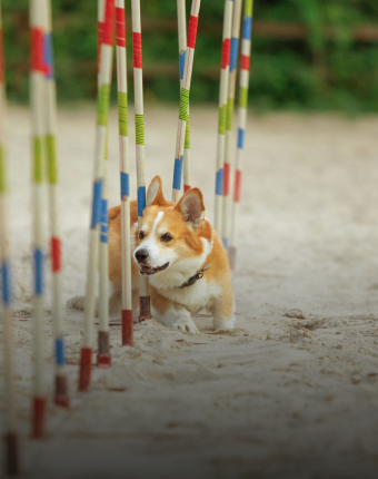 Pet-Club-House